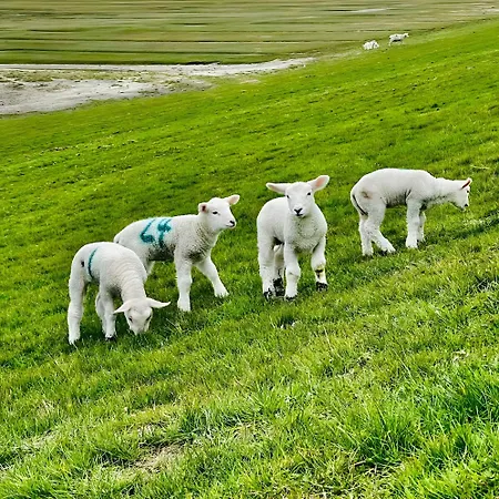 Inselwohnung Nordstrand